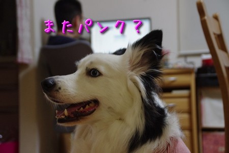 pank01.jpg