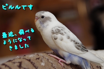 piruru01.jpg