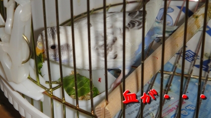 piruru04.jpg
