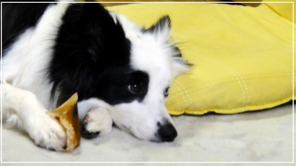 puppy8-1.jpg