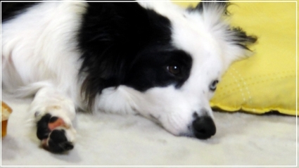 puppy9-1.jpg
