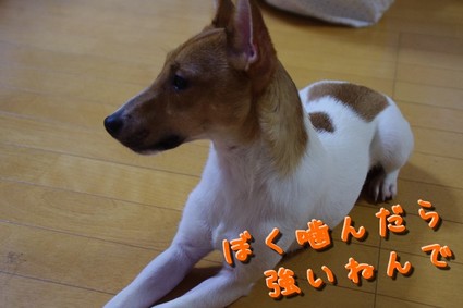 ryuketu01.jpg