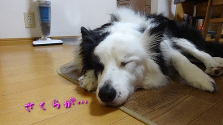 saku01.jpg