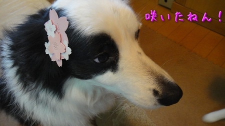 saku02.jpg