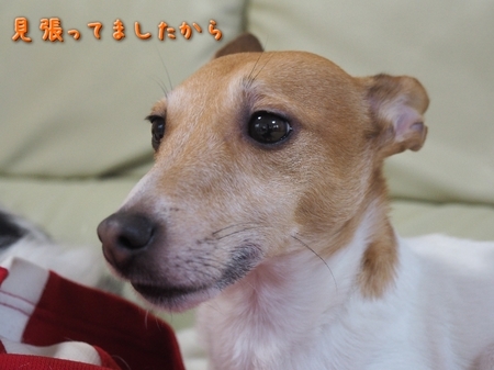 saku04.jpg