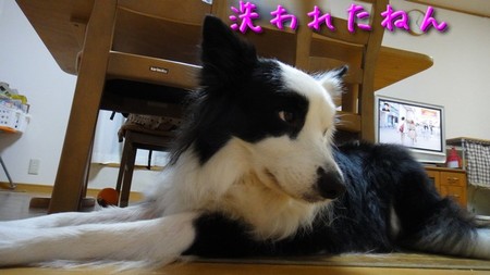 sakune01.jpg