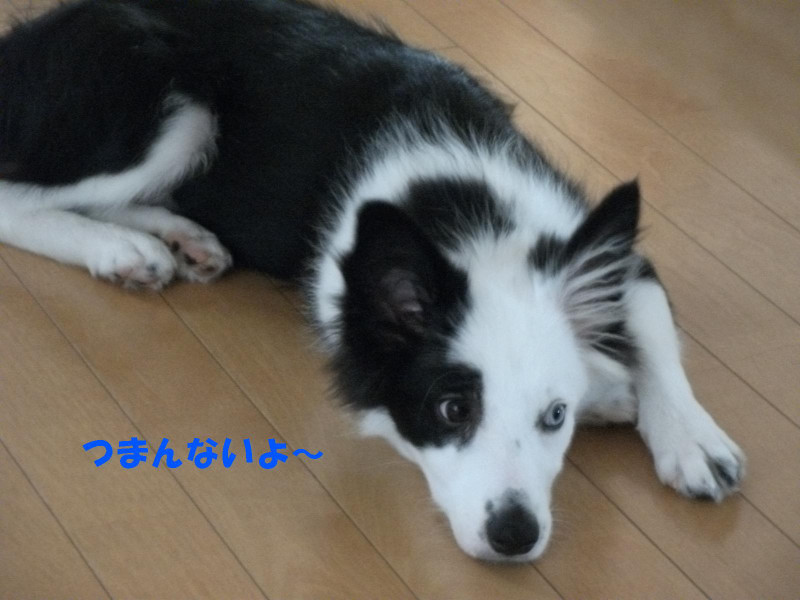 問題行動 さくらぼーん
