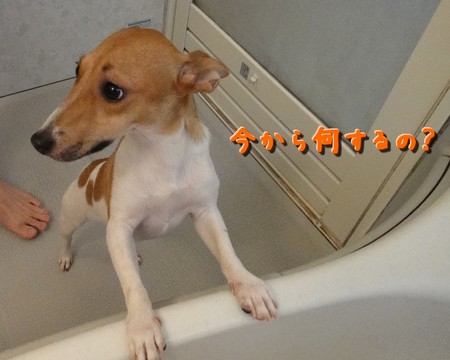 shampoo01.jpg