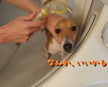 shampoo03.jpg