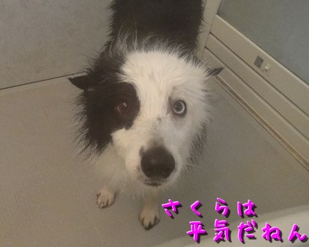 shampoo04.jpg