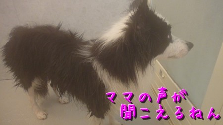 shampoo05.jpg