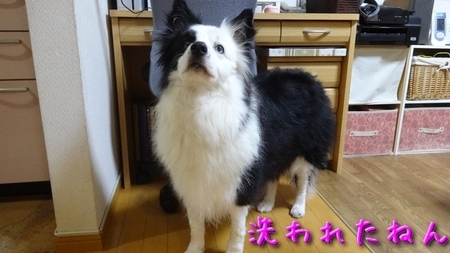 shum01.jpg