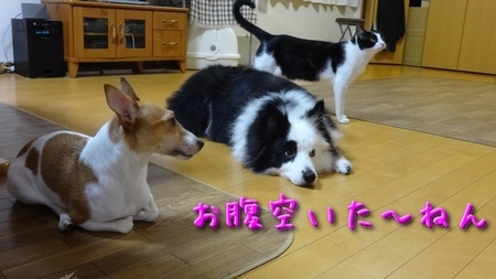 shum03.jpg