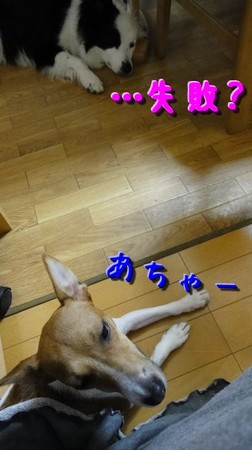 sippai02.jpg