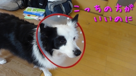 sippo02.jpg