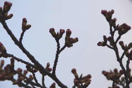 spring07.jpg