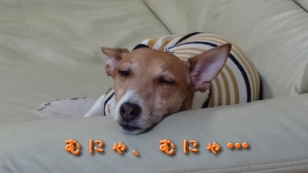 suika05.jpg