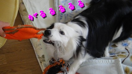 suki01.jpg