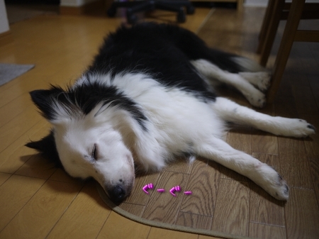 supi02.jpg