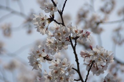 syukugawa04.jpg