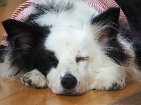 syumi01.jpg