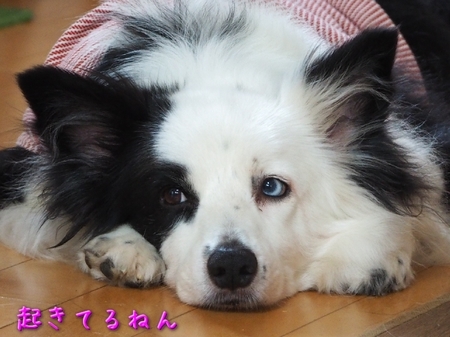 syumi02.jpg