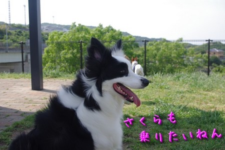 tokusima04.jpg