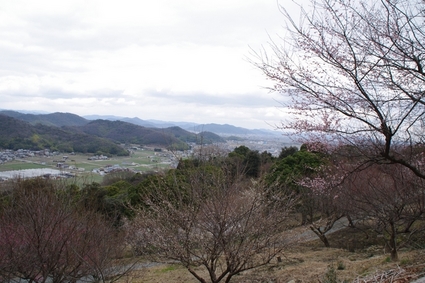 ume01.jpg