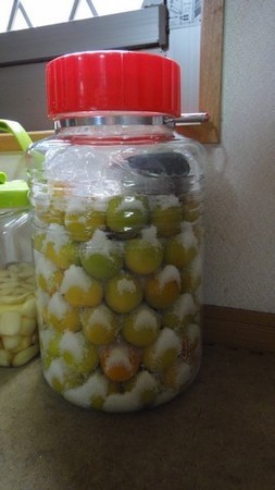 ume02.jpg
