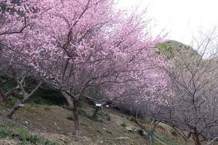 ume02.jpg