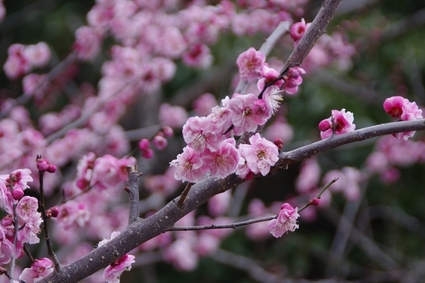 ume03.jpg