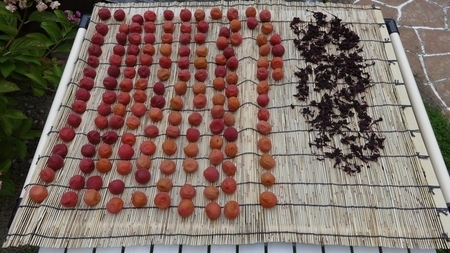umebosi01.jpg