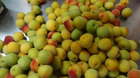 umebosi01.jpg