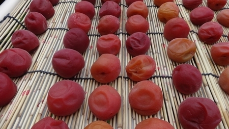 umebosi02.jpg