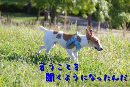 yobimodosi02.jpg