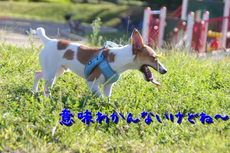 yobimodosi03.jpg