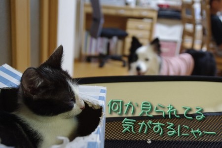youkai03.jpg