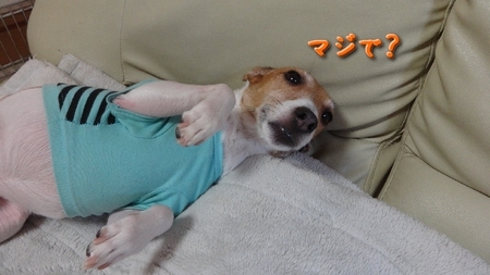 zensi03.jpg