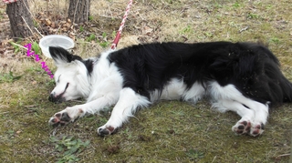 hagiAC06.jpg