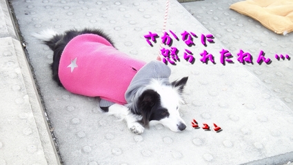 kobeturi08.jpg